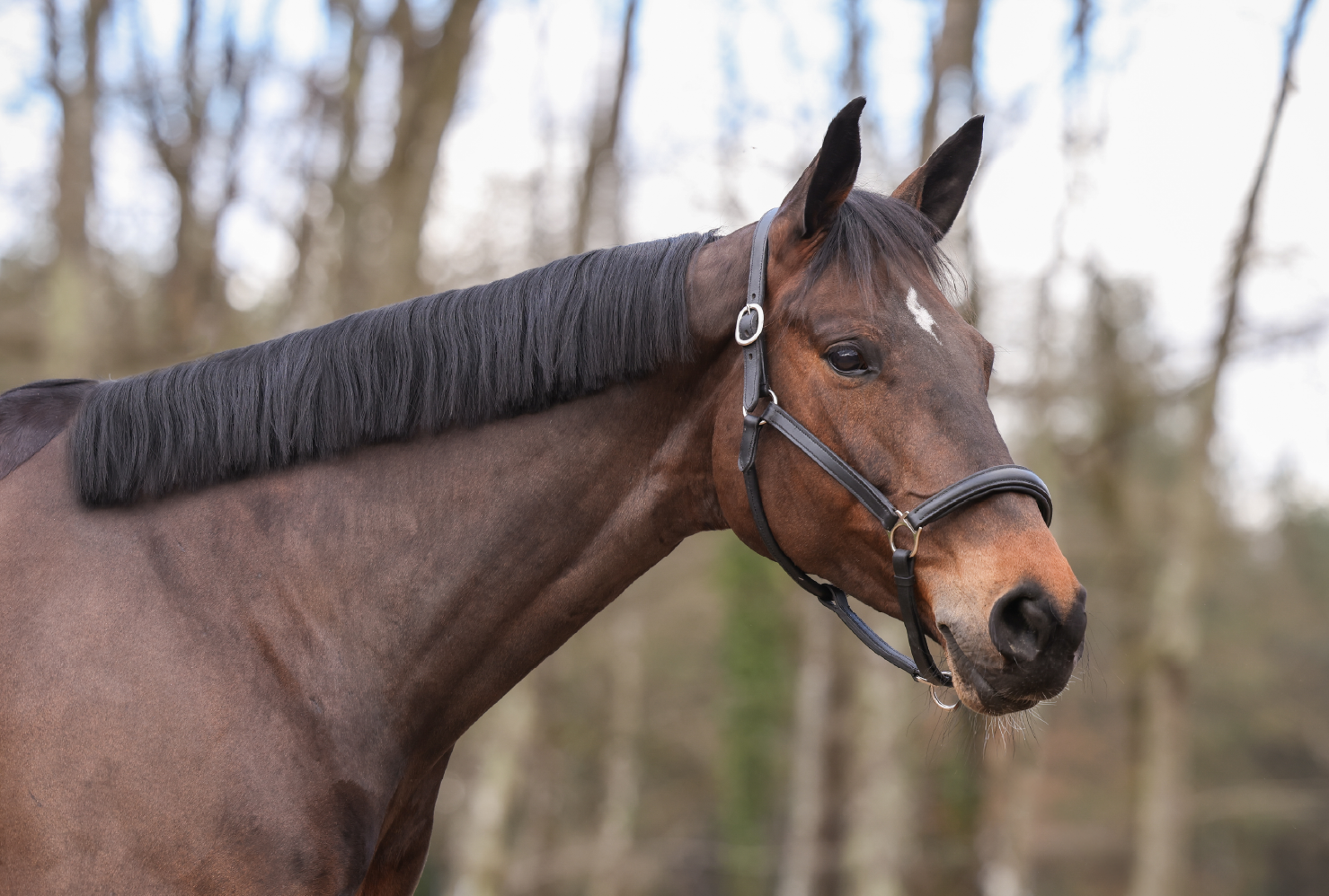 Call Me des Aucels Z - Portrait