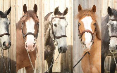 Les jeunes chevaux : une passion et un engagement pour l’avenir 