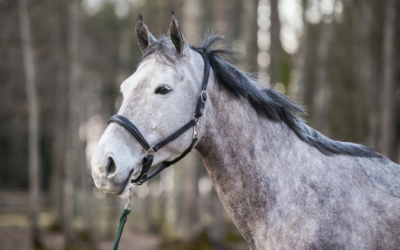 Ma Lubie de Rosseignies