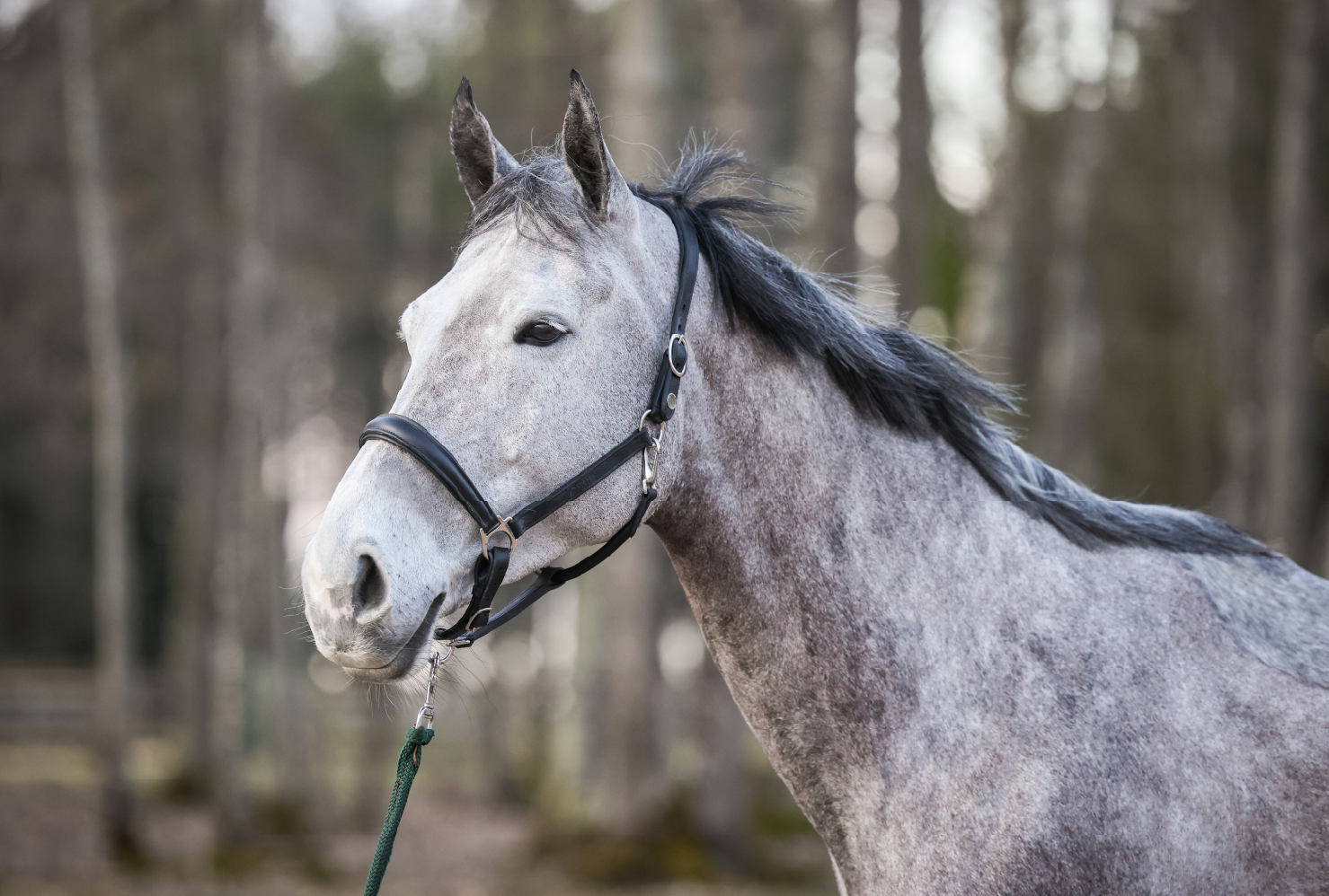 Ma Lubie de Rosseignies - Portrait