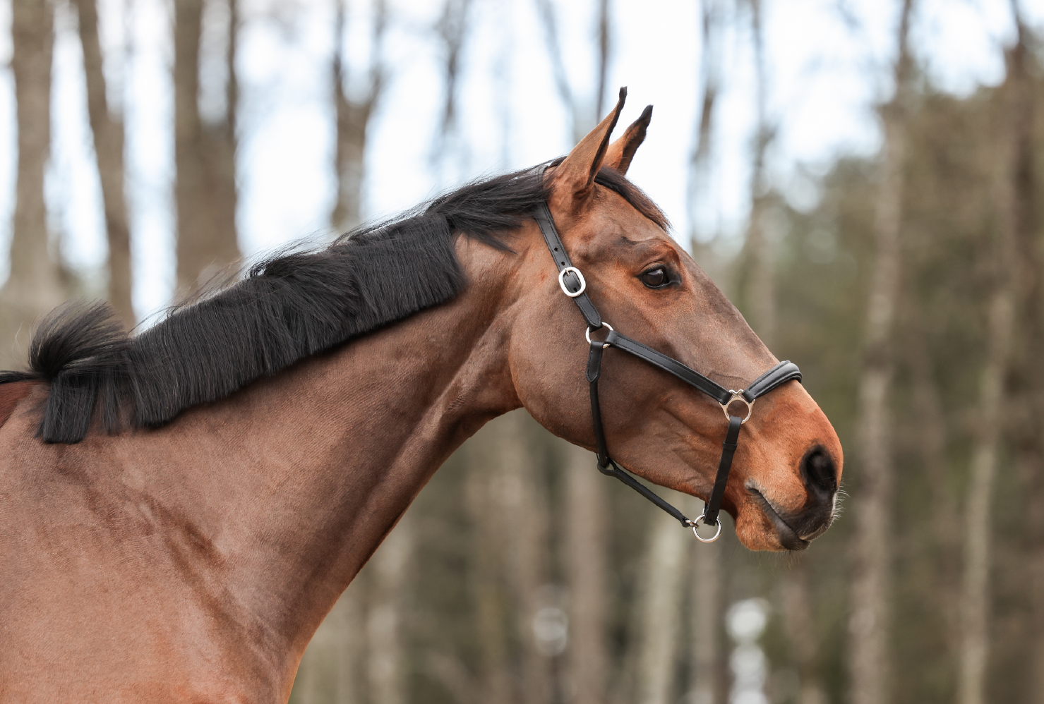 Vittoria Orange - Portrait