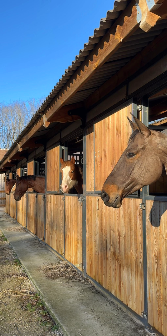 installations-haras-écurie