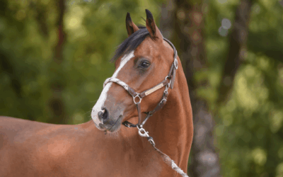 Lyra d&rsquo;Or et Mi