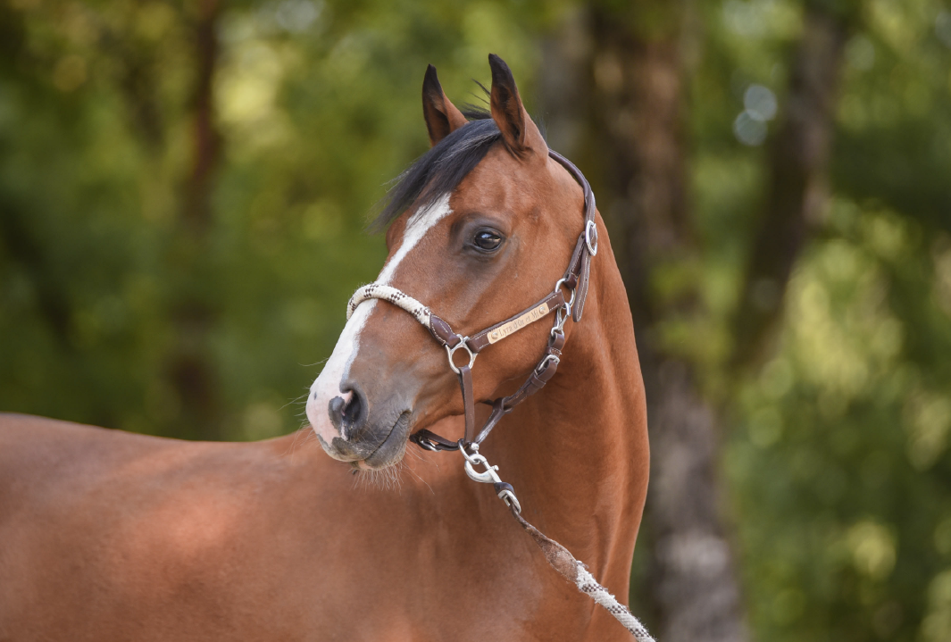 Lyra d'Or et Mi - Portrait 1