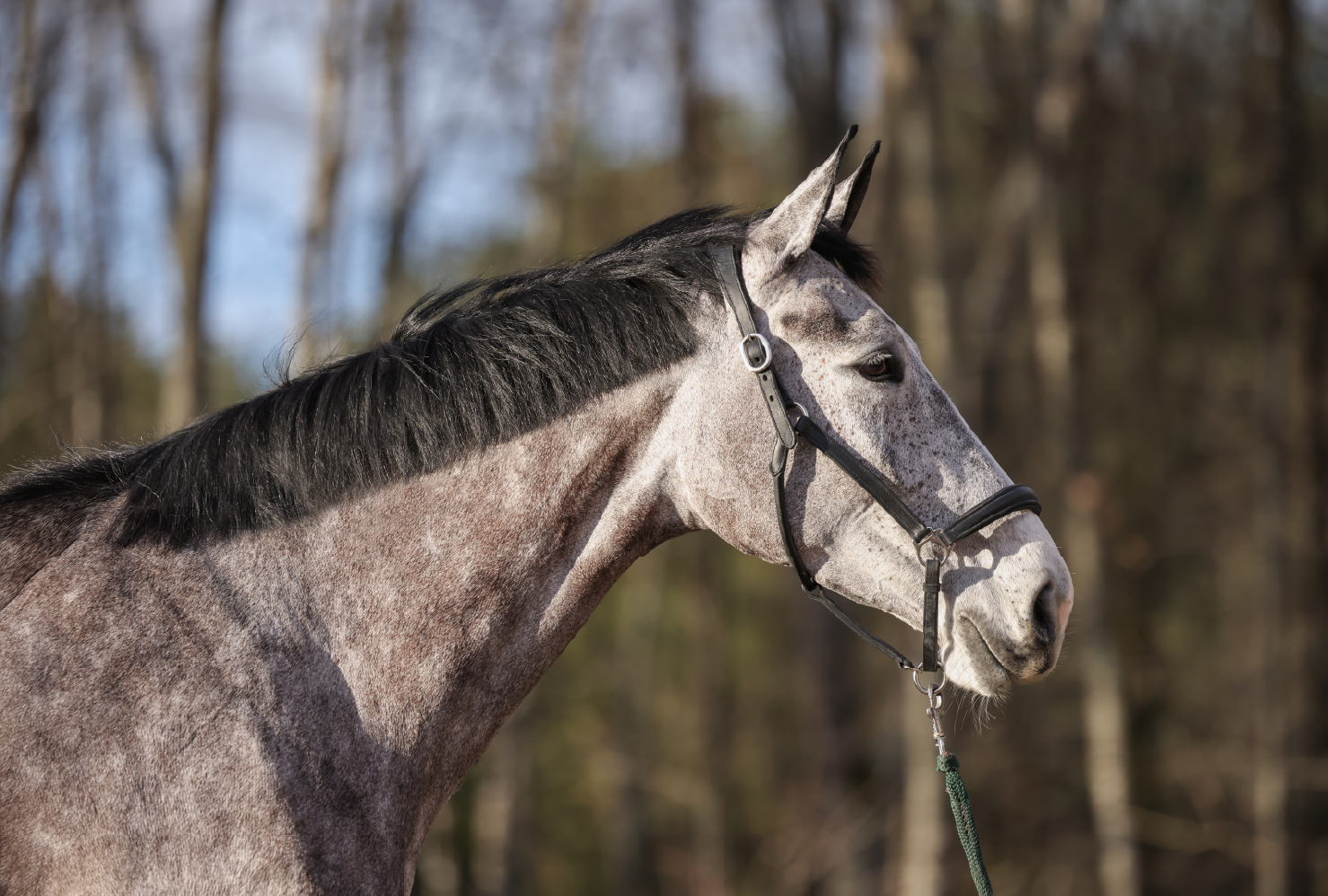 Myrtille D'LNC - Portrait