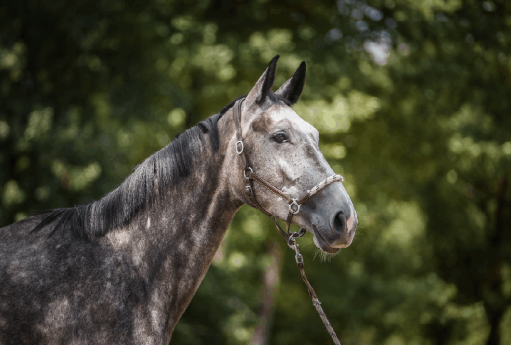 Myrtille d'LNC - portrait