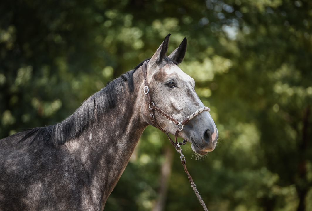 Myrtille d'LNC - portrait