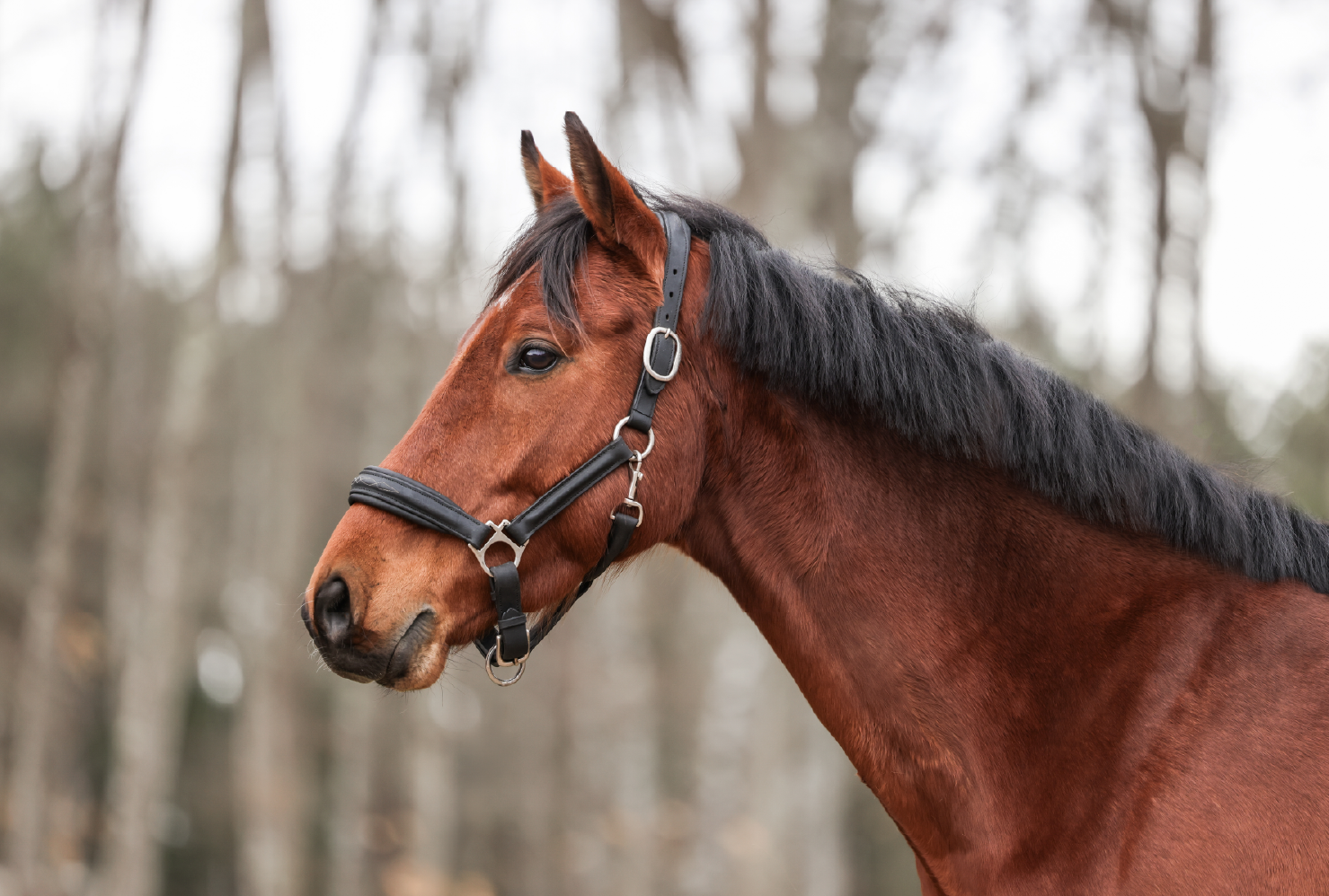 Lanfeust d'Hurl'vent - Portrait