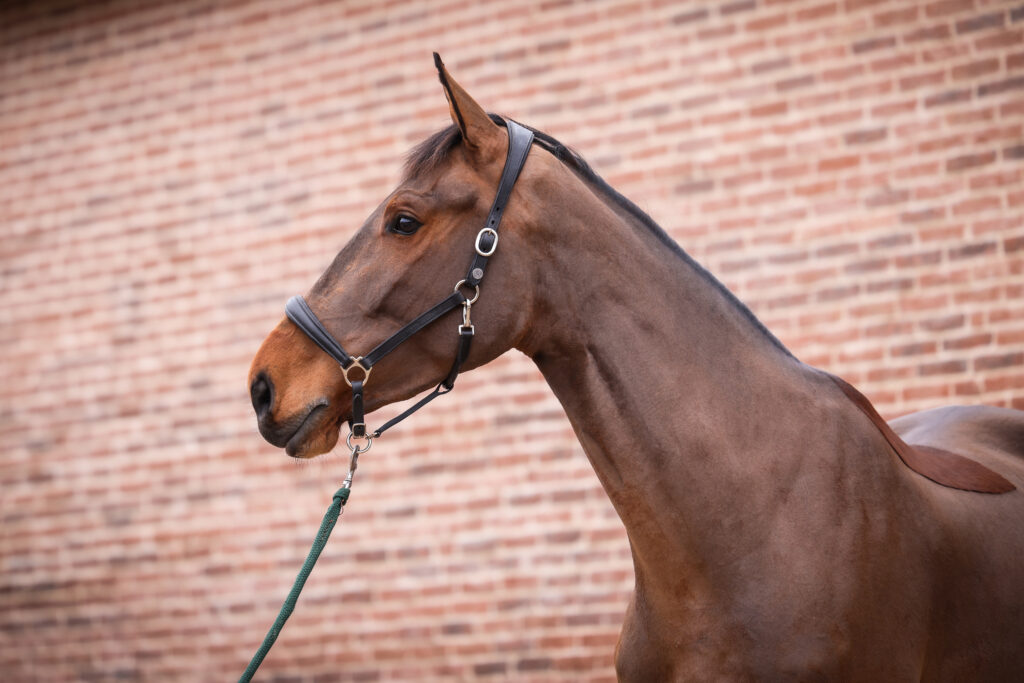 Vittoria Orange (New Star Quality)